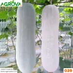 White skin winter melon seeds 029