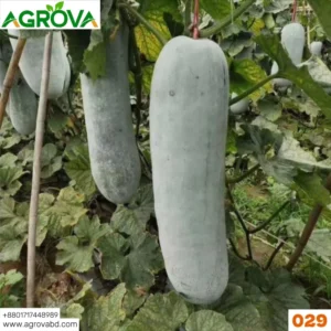 White skin winter melon seeds 029