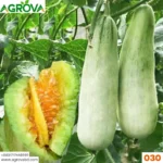 Agrova Goat Horn Crispy Melon Seeds 030 - Image 2