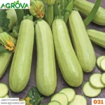 Agrova Squash Seeds 031 - Image 2