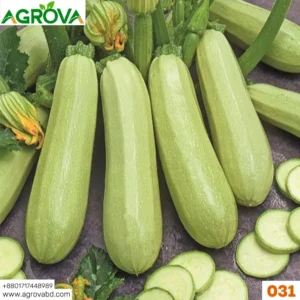 Agrova Green Squash Seeds