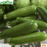 Agrova Squash Seeds 031 - Image 3