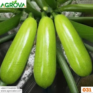 Agrova Green Squash Seeds