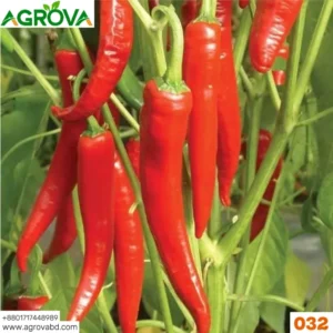 Agrova China Red Three Cherry Pepper Seed চায়না লাল সূর্য মুখী মরিচ