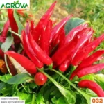 Agrova China Red Three Cherry Pepper Seed চায়না লাল সূর্য মুখী মরিচ - Image 3