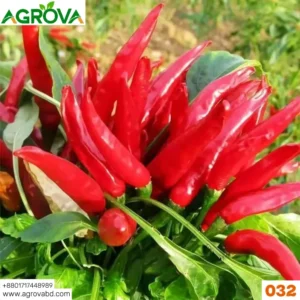 Agrova China Red Three Cherry Pepper Seed চায়না লাল সূর্য মুখী মরিচ