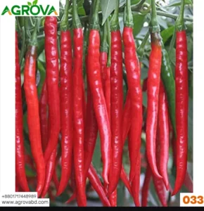 Agrova Big Size Hot Pepper Seeds