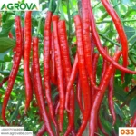 Agrova Red King Pepper Seeds 033 - Image 3