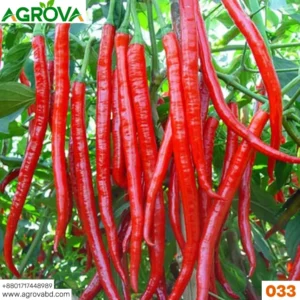 Agrova Big Size Hot Pepper Seeds