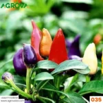 Agrova Multi Color Pepper Seeds China 035 - Image 2