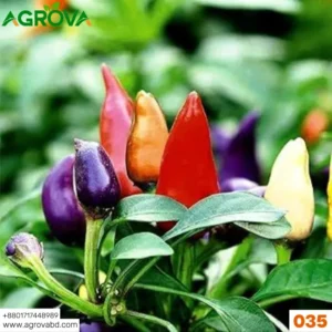 Agrova Rainbow Pepper Seeds