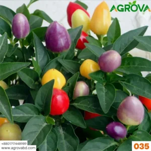Agrova Rainbow Pepper Seeds