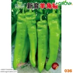 Agrova Pepper Chilli Hybrid Bengali Surajmukhi Type 036 - Image 2