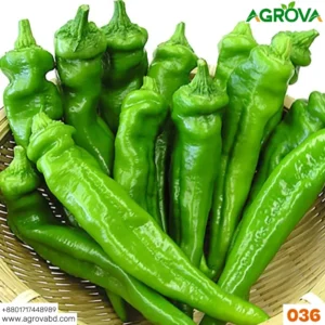 Agrova Pepper Chilli Hybrid Bengali Surajmukhi Type 036