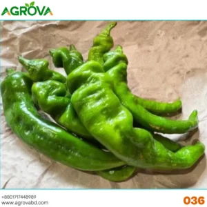 Agrova Pepper Chilli Hybrid Bengali Surajmukhi Type 036
