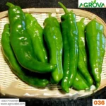 Agrova Pepper Chilli Hybrid Bengali Surajmukhi Type 036 - Image 5