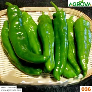 Agrova Pepper Chilli Hybrid Bengali Surajmukhi Type 036