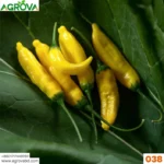 Agrova Chiltepin Yellow Pepper Chilli Seeds 038 - Image 2