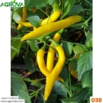 Agrova Chiltepin Yellow Pepper Chilli Seeds 038 - Image 3