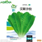 Roman upright lettuce peacock seeds 052
