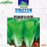 Chines Caveg Four Seasons Fast Growing Vegetables Seeds 053