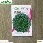 Wutacai Rose Cabbage Seeds 071
