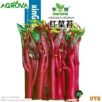 Red Cabbage Heart Seeds 072