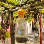 Agrova Pheromone Trap এগ্রোভা ফেরোমন ফাঁদ‌ : 1002