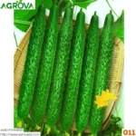 Arabic Cucumber Seeds 011