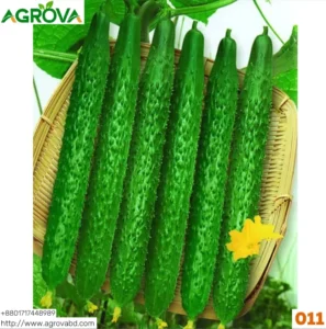 Agrova Arabian Cucumber Seeds