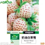 Agrova Seeds 113