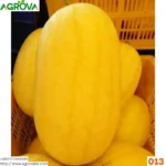 Yellow Water Melon Seeds 0013