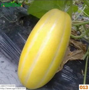Yellow Water Melon Seeds 0013