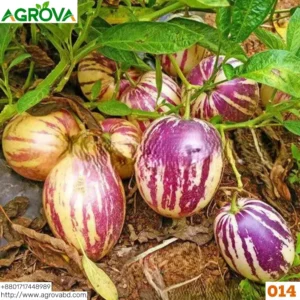 Pepino Melon Seeds 0014