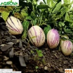 Pepino Melon Seeds 0014 - Image 2