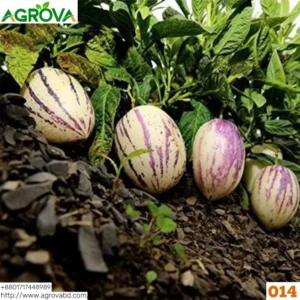Pepino Melon Seeds 0014