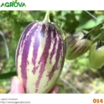 Pepino Melon Seeds 0014 - Image 3