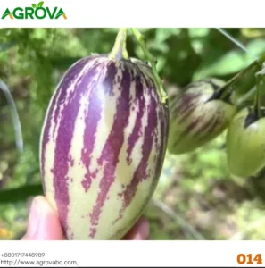 Pepino Melon Seeds 0014