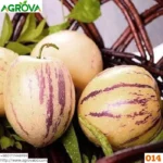Pepino Melon Seeds 0014 - Image 4
