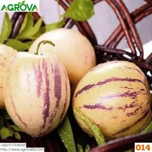 Pepino Melon Seeds 0014