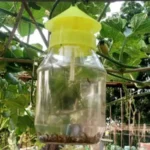 Agrova Pheromone Trap  এগ্রোভা ফেরোমন ফাঁদ‌ : 1001 - Image 4