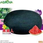 Agrova Big Size Black Beauty Water Melon Seeds