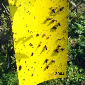 Yellow Sticky Traps 8Inch by 12 Inch (A-4 Size)