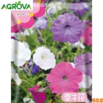 Morning Glory Flower Seeds সকাল সন্ধ্যা ফুলের বীজ 502