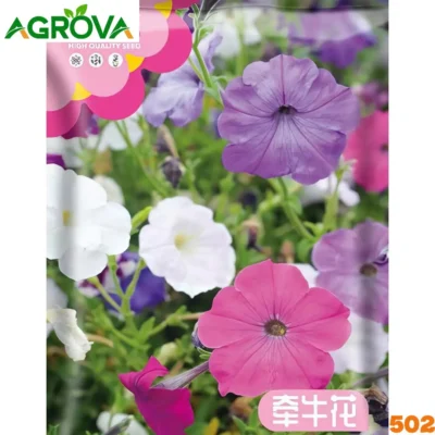 Morning Glory Flower Seeds সকাল সন্ধ্যা ফুলের বীজ 502