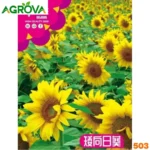 DWF Sun Flower Seeds সূর্যমুখী ফুলের বীজ 503