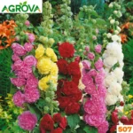 Double Hollyhock Flower Seeds ডাবল হলিহক  ফুলের বীজ 507