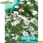 Gypsophila white Flower Seeds জিপসি সাদা ফুলের বীজ 508
