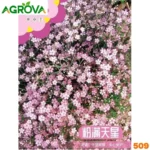 Gypsophila Pink Flower Seeds জিপসি গোলাপী ফুলের বীজে 509