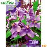 Chinese Violet Cress Flower Seeds চাইনিজ ভায়োলেট ক্রিস ফুলের বীজ 510